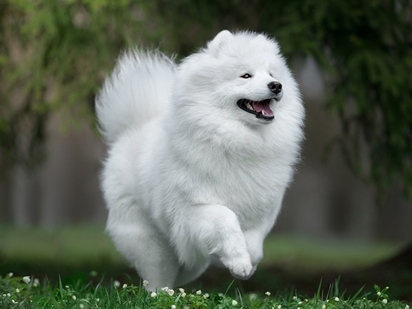 samoyed song duoc bao lau 1