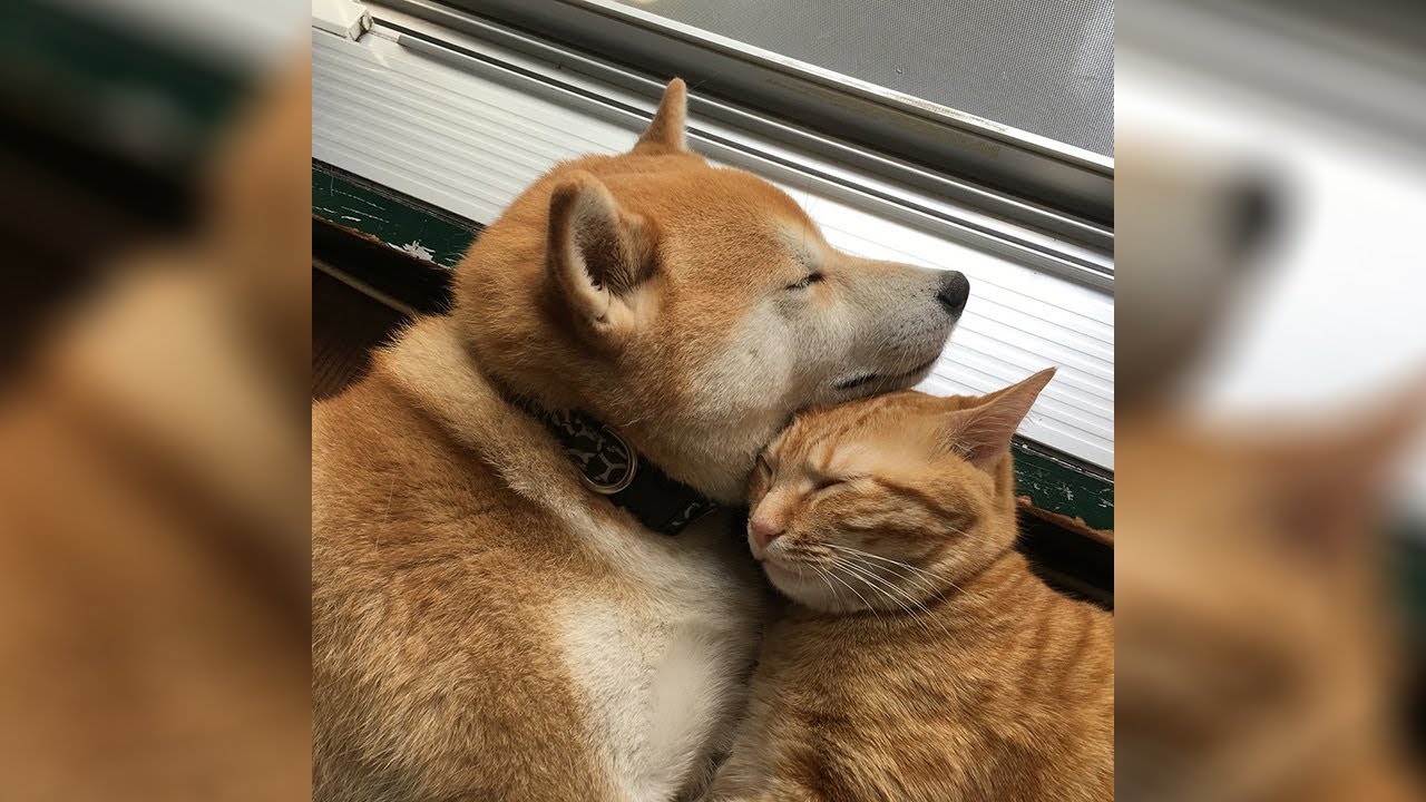 shiba inu con mèo đội lốt chó
