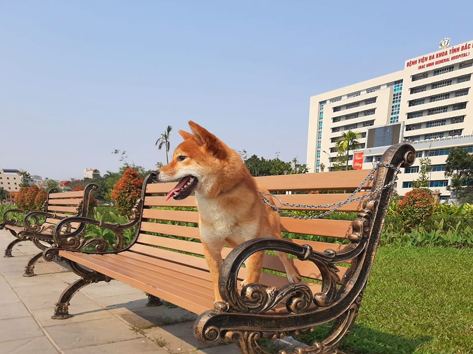 shiba inu giá sao