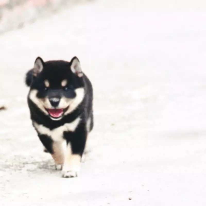 Chó Shiba Inu Màu Black And Tan - Chó Shiba Thuần Chủng 2023