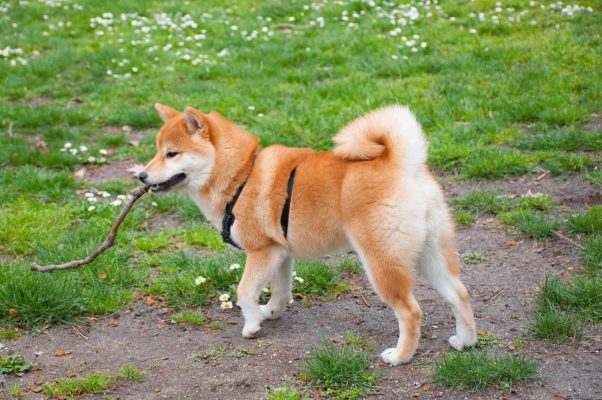 dogs with curly tails shiba inu 1582662288