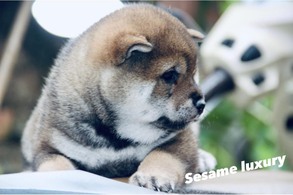 Shiba vừng