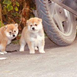 Shiba inu thuần chủng 226 1