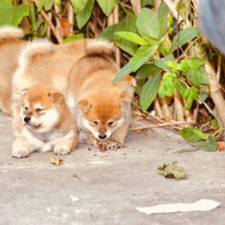 Shiba inu thuần chủng 226 shiba inu