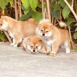Shiba inu thuần chủng 226