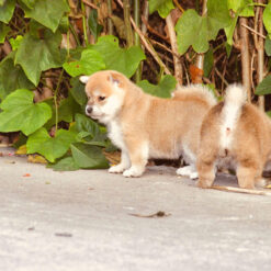 Shiba inu thuần chủng 226 shiba inu nhat ban
