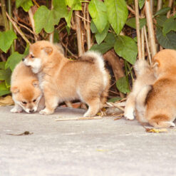Shiba inu thuần chủng 226 shiba inu thuan chung