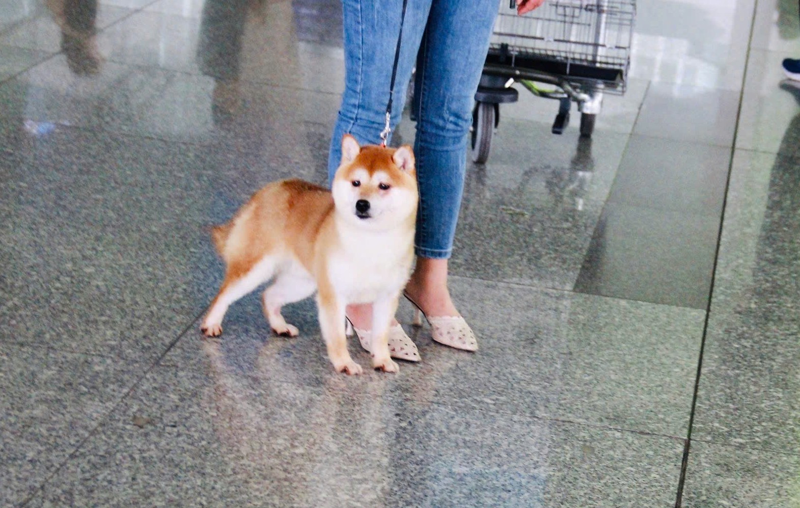 shiba - Kinh nghiệm chăm sóc chó shiba p1 mame shiba inu